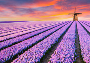 Tulip Fields